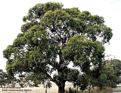Eucalyptus fasciculosa pl Ron Taylor Waitpinga